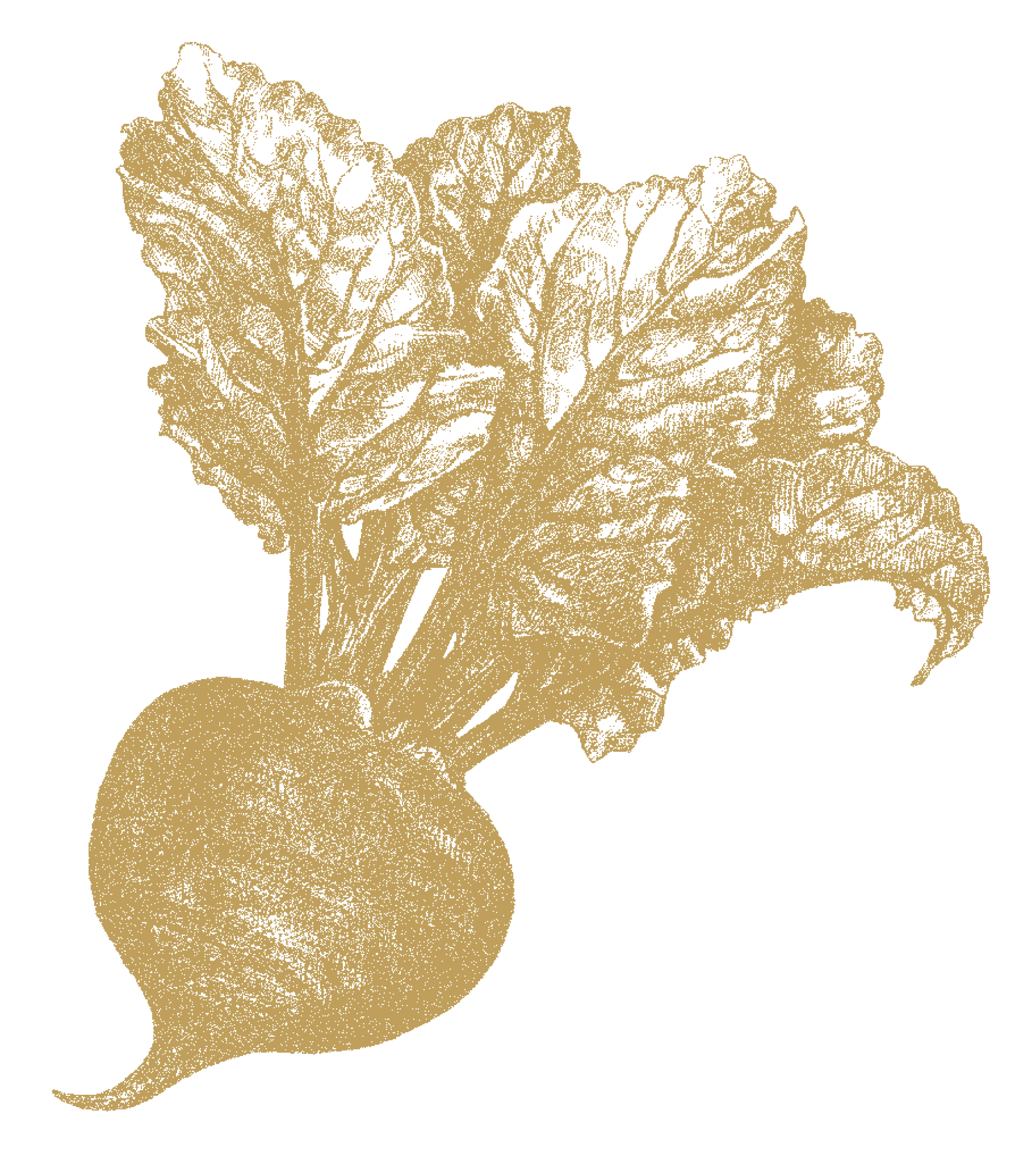 Rødbede