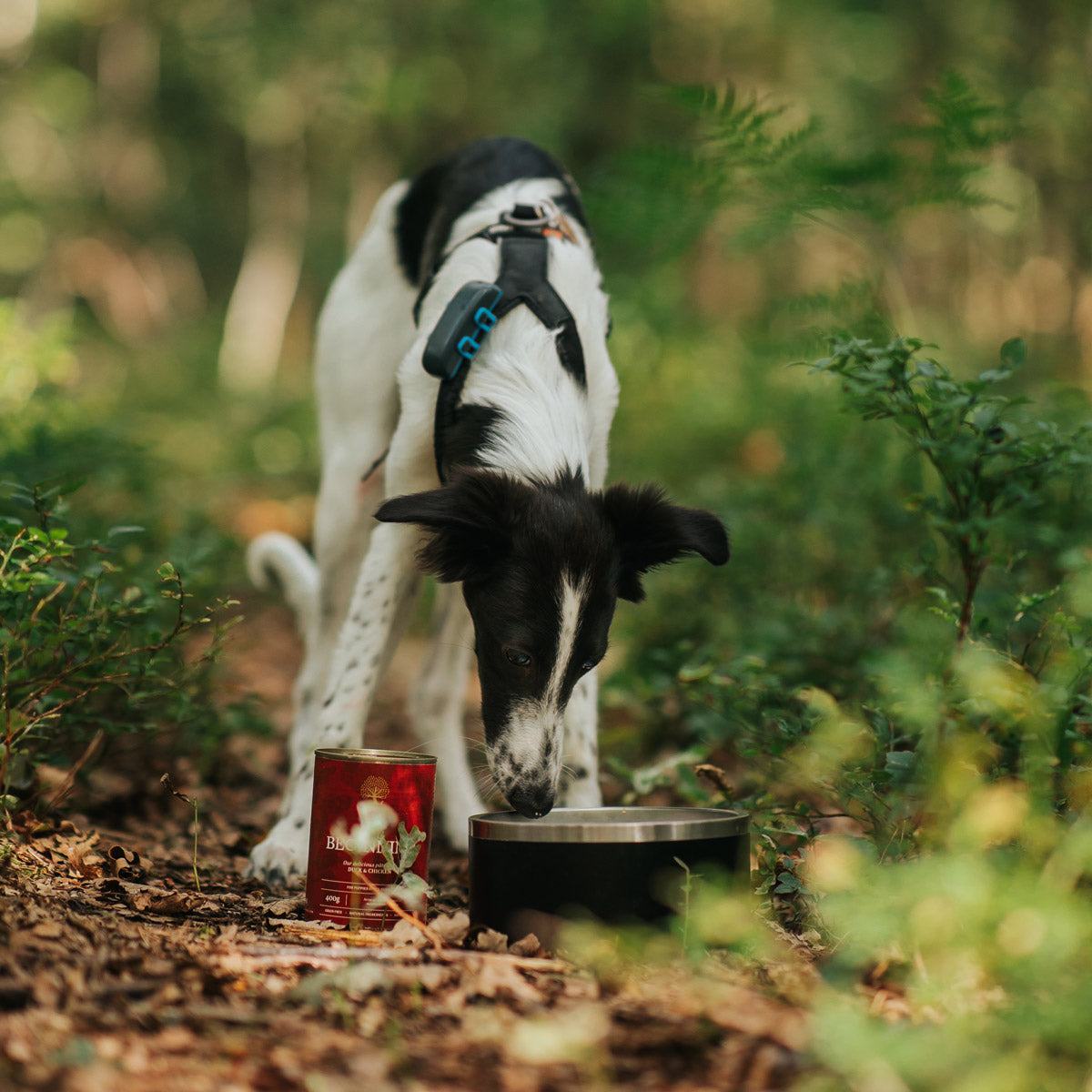 THE BEGINNING PÂTÉ, 400G x 6