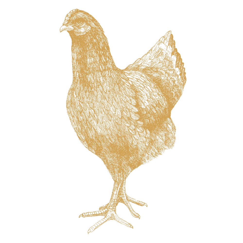 Fritgående britisk kylling