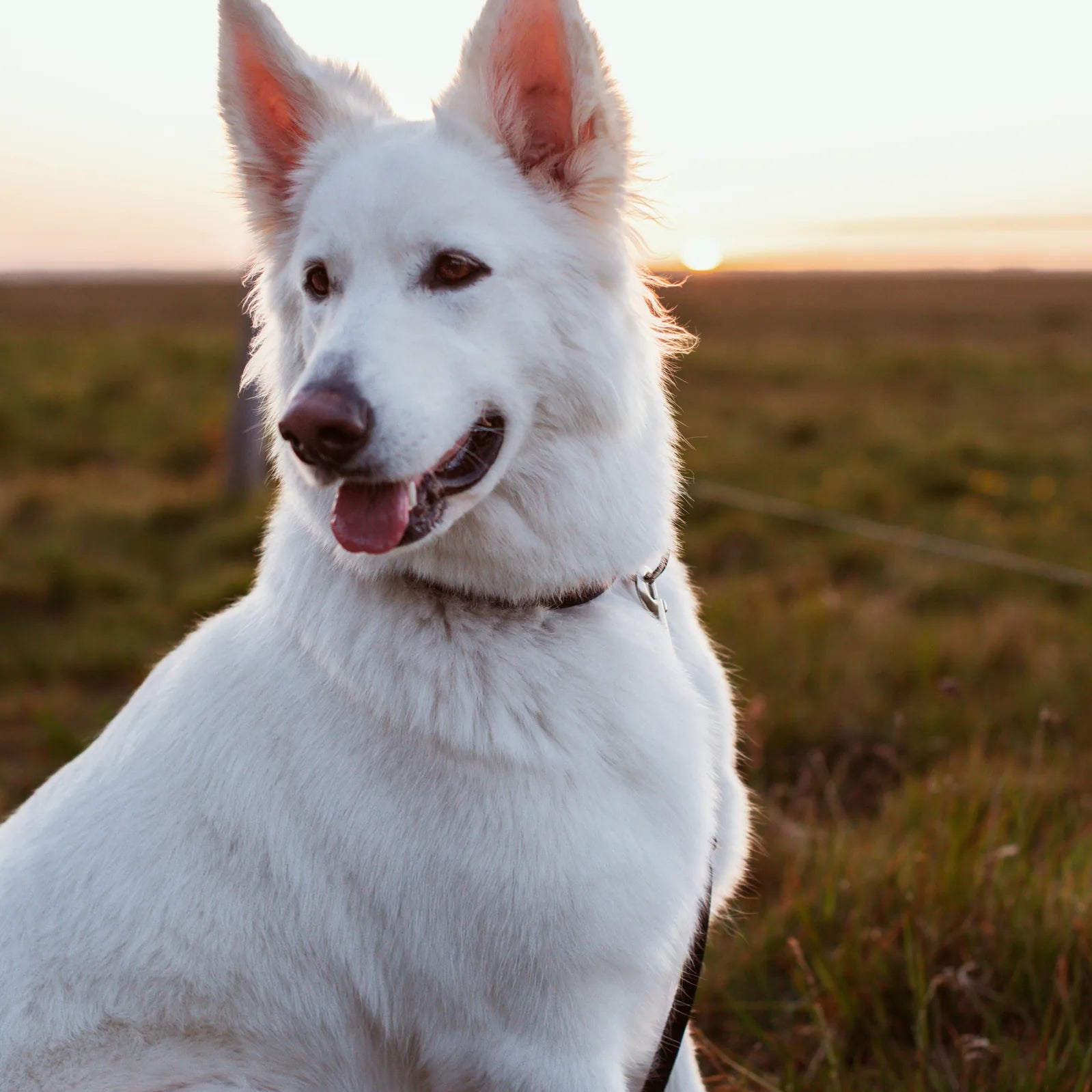 How much food should my dog have?