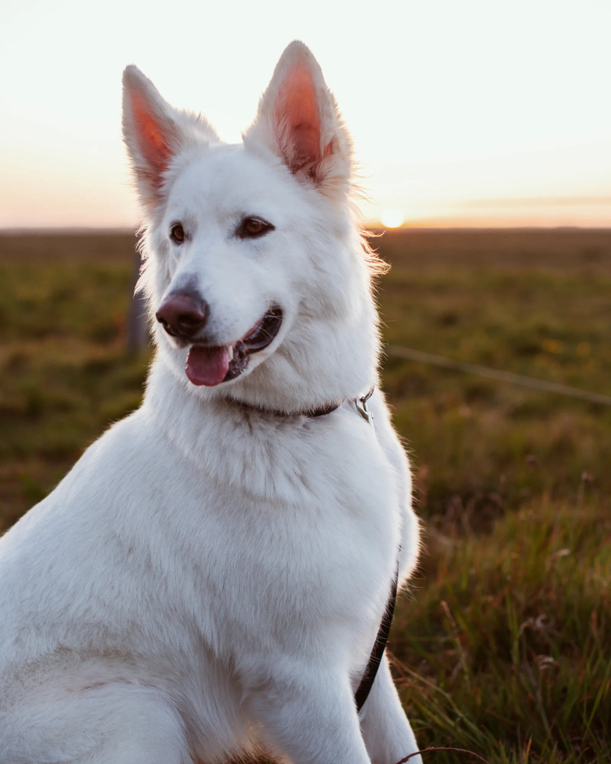 How often is a female dog in heat?
