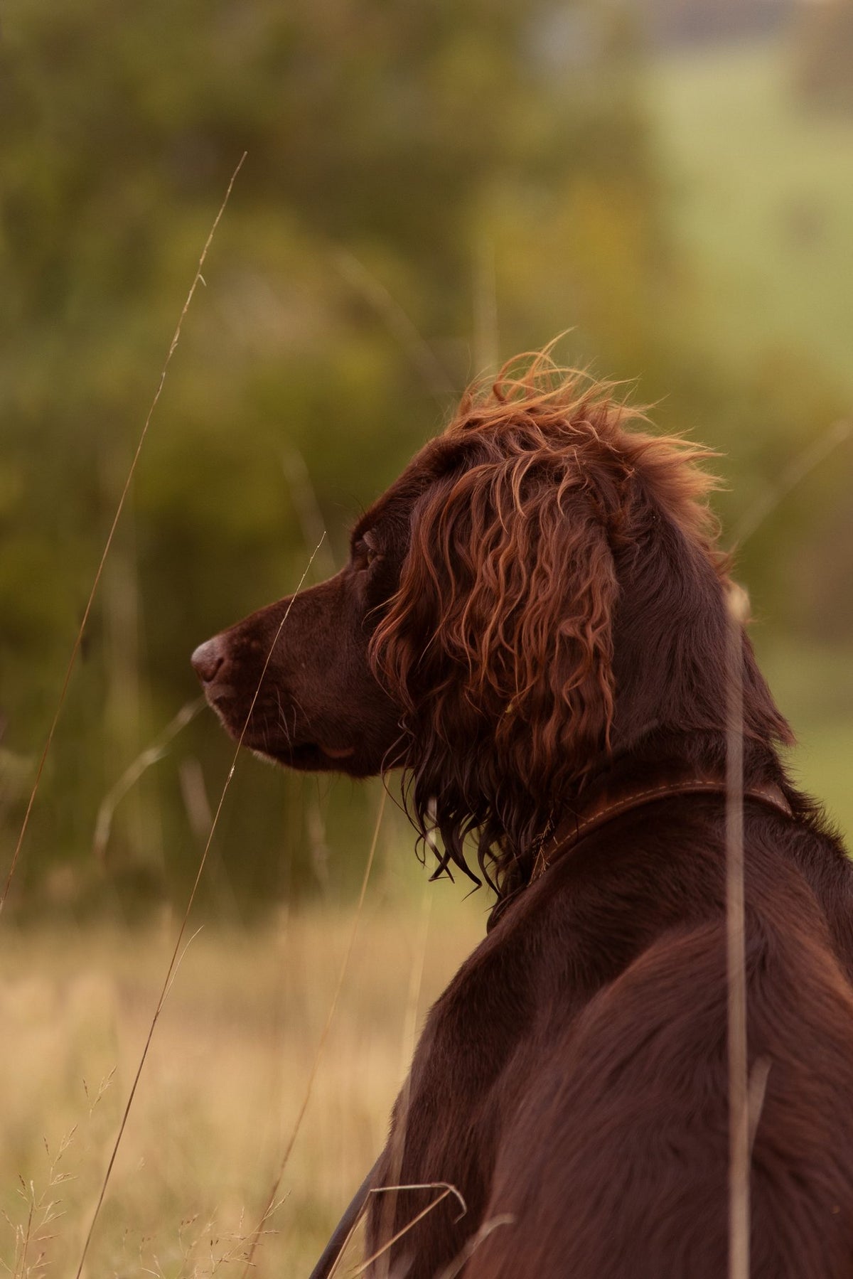 What can't dogs tolerate?