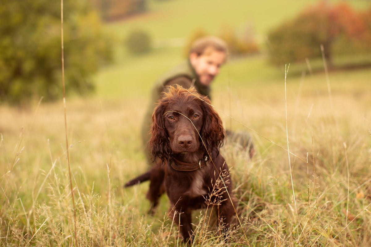 When does a dog have a fever?