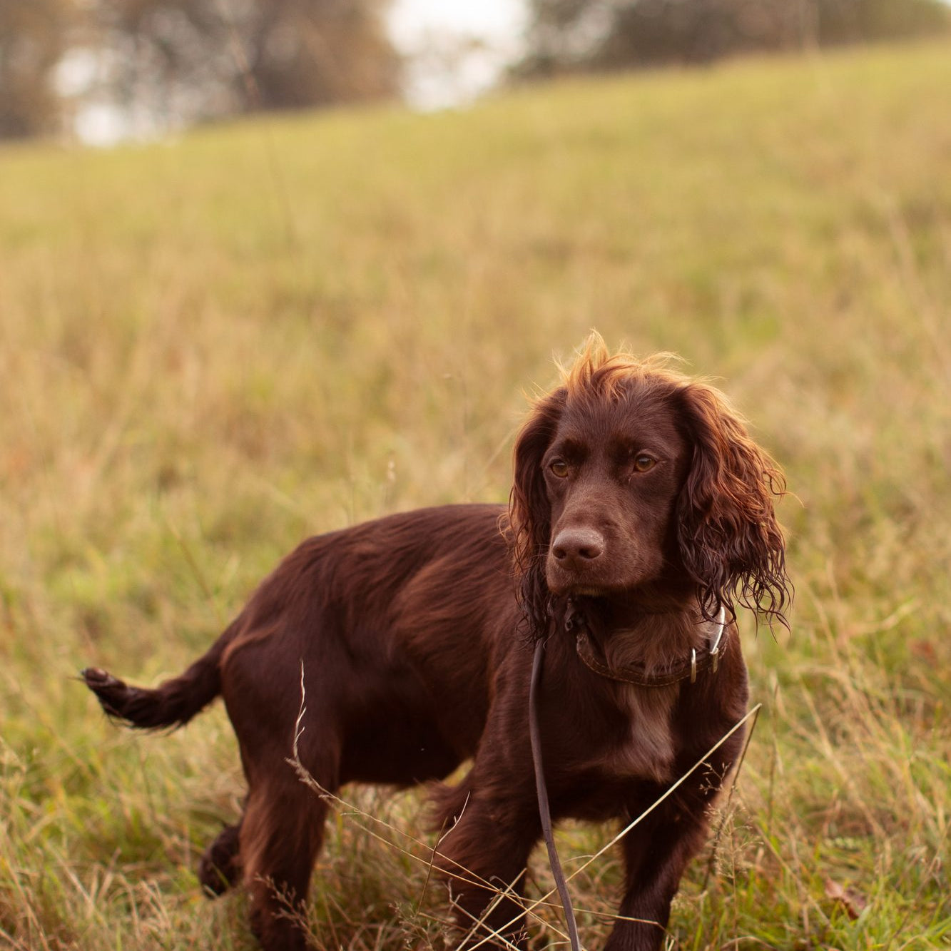 How do you remove a tick from a dog?