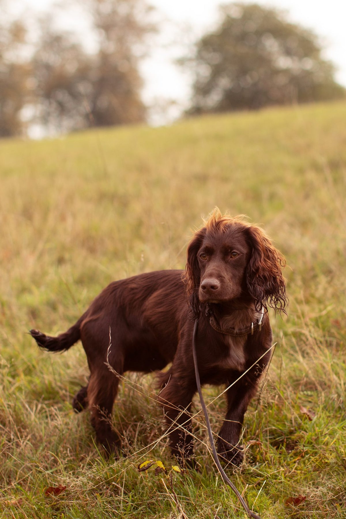 How do you remove a tick from a dog?
