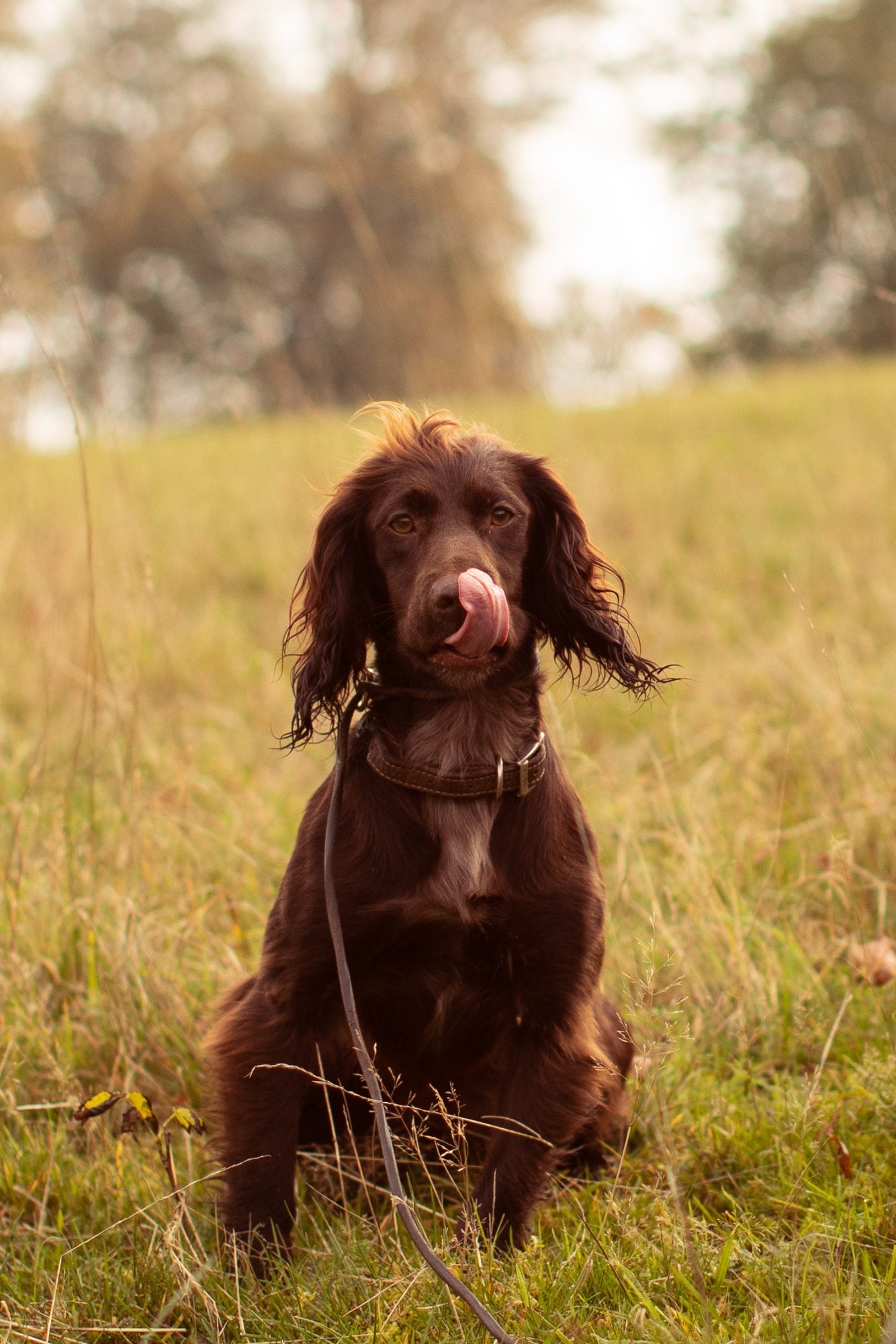 How long does a dog bleed during heat?