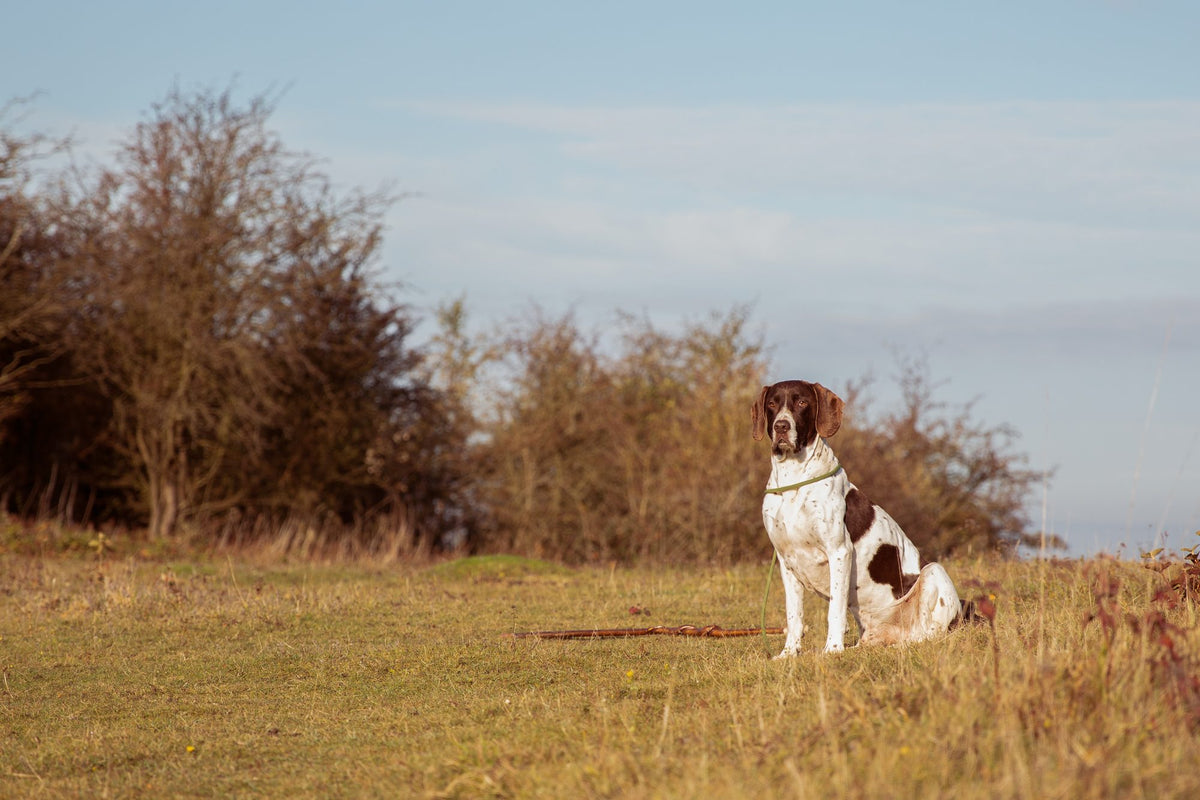 Which dogs are allergy-friendly?