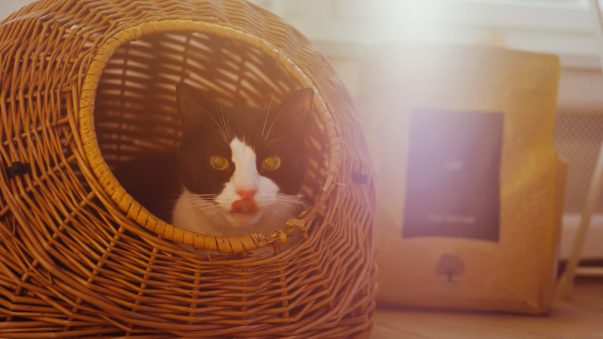 How fast can a cat run?