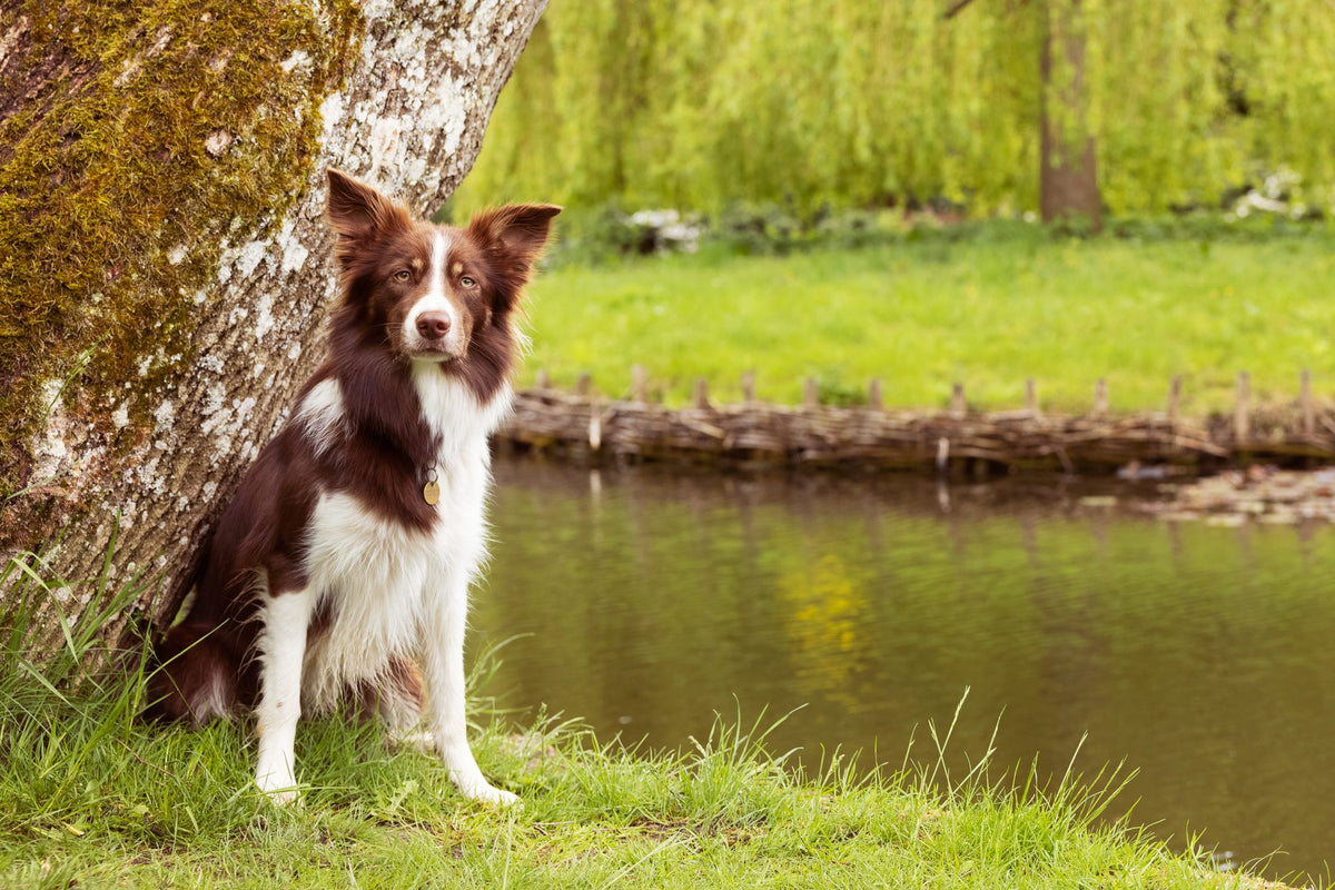 Why does my dog eat its own poop?