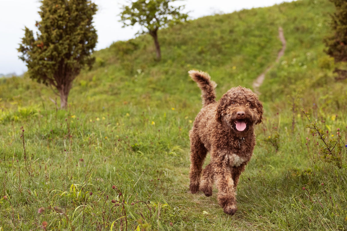 How old can a dog get?