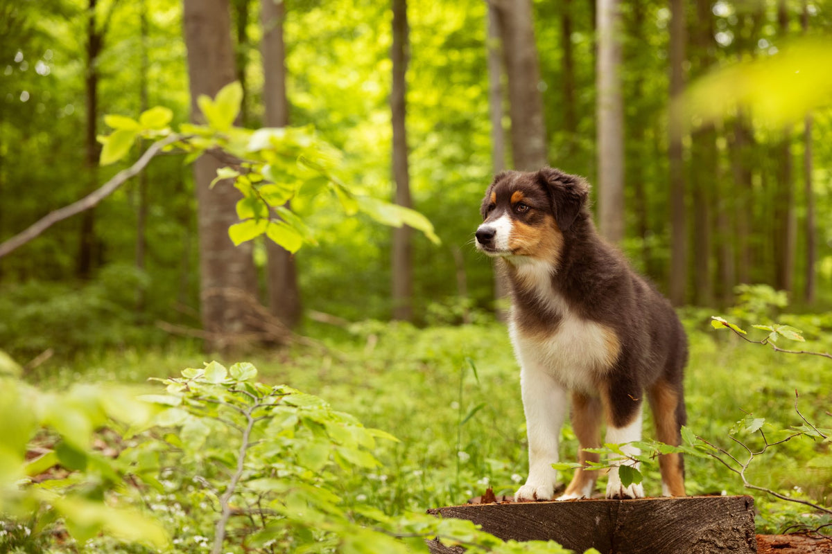 How old should a dog be to have puppies?