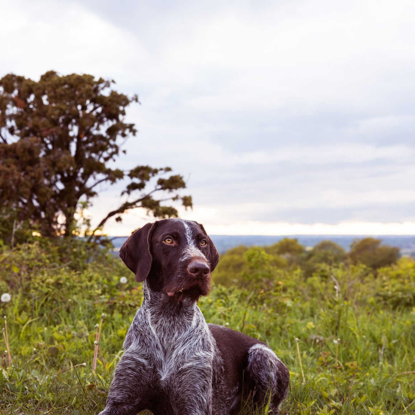 How long does a tick stay on a dog?
