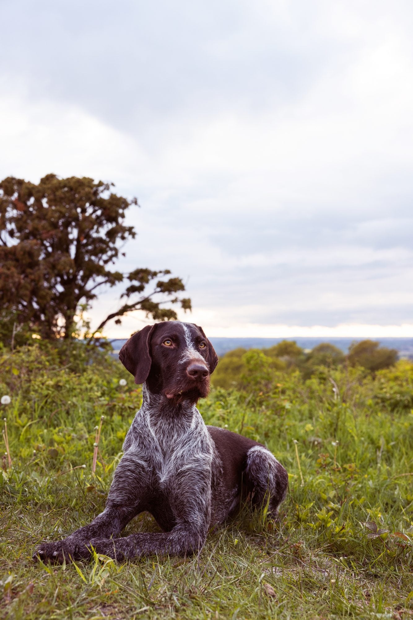 How long does a tick stay on a dog?
