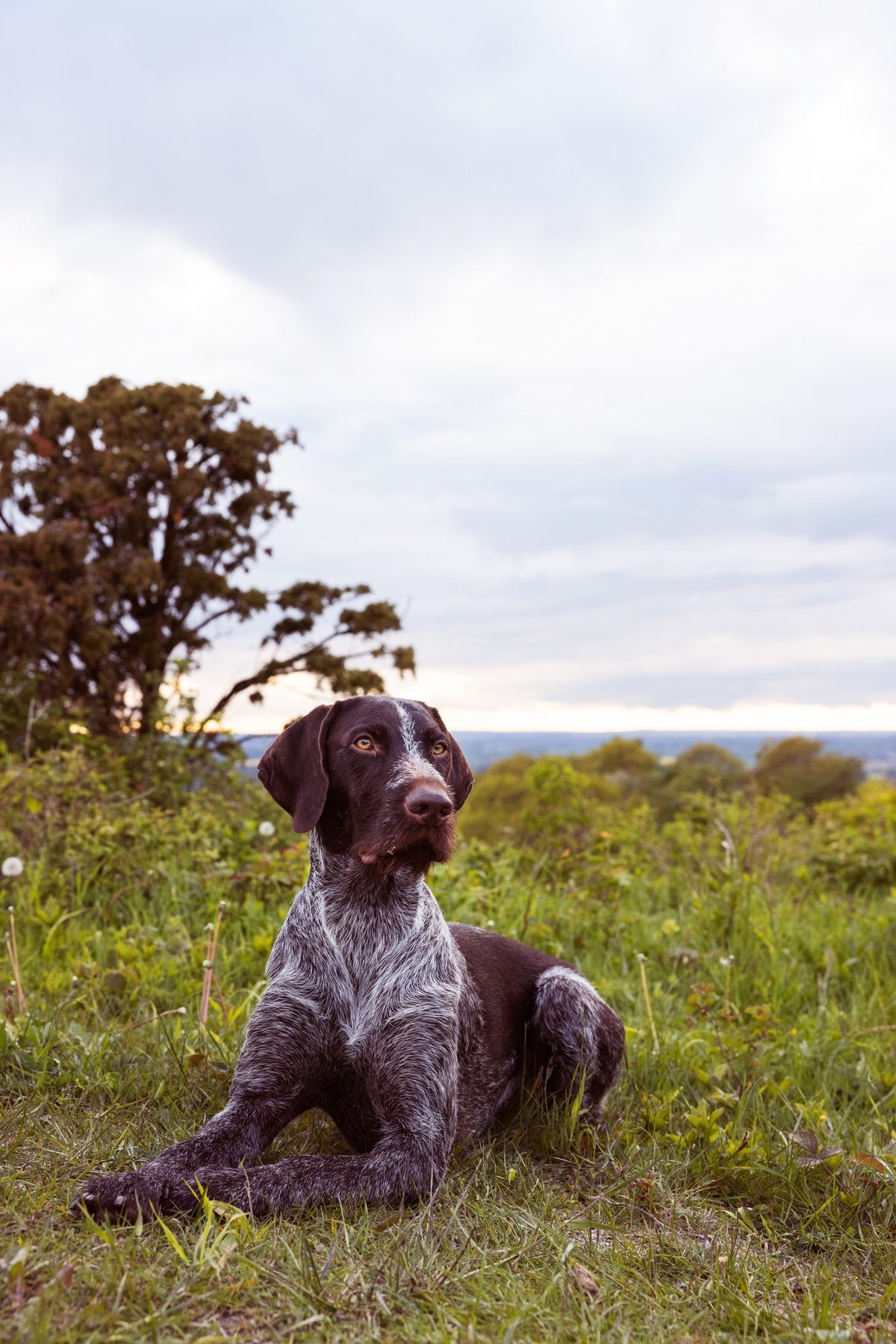 How long does a tick stay on a dog?