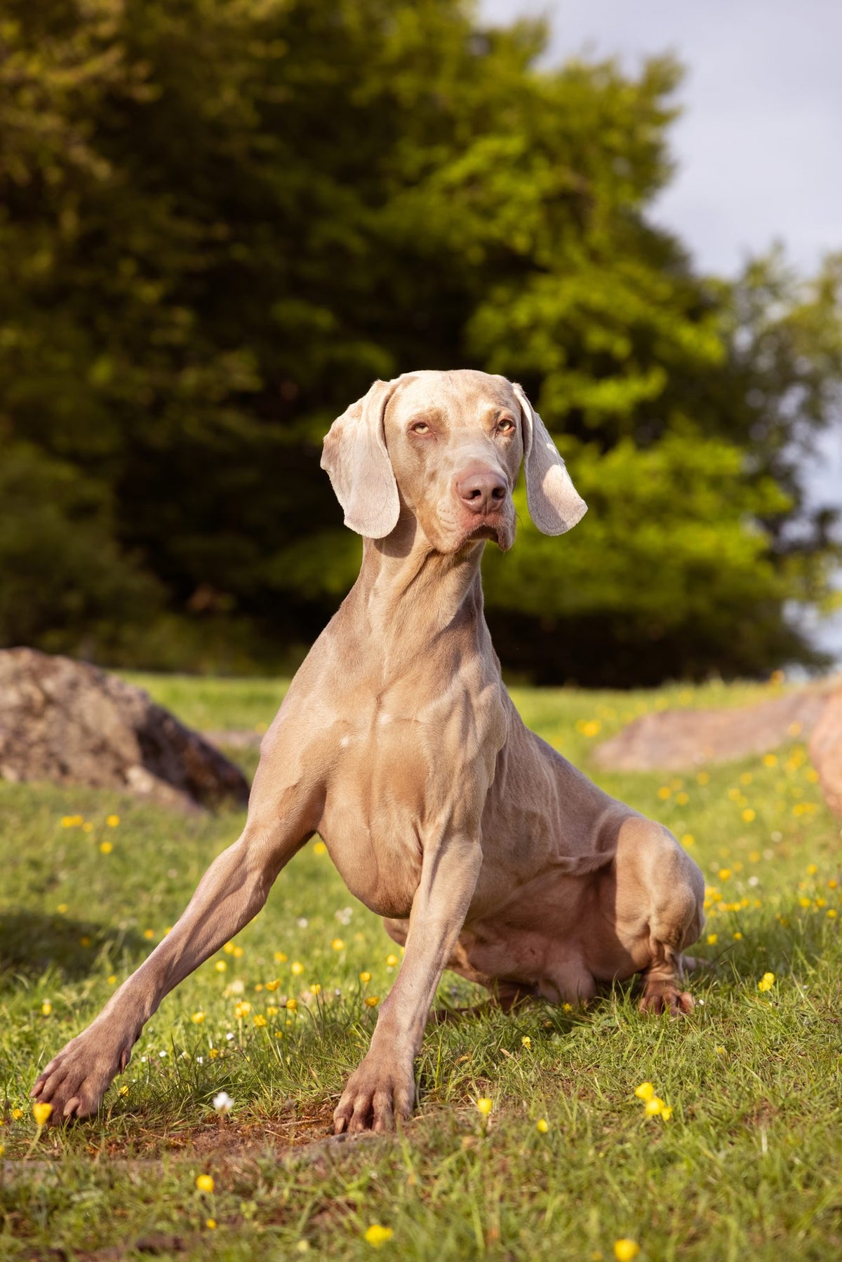 Which dogs are illegal in Denmark?