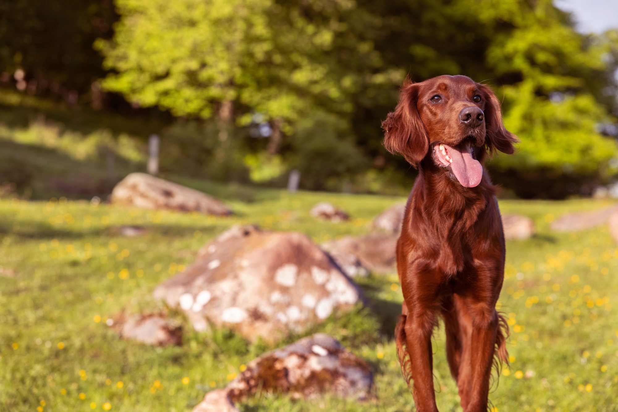Why does my dog whine?