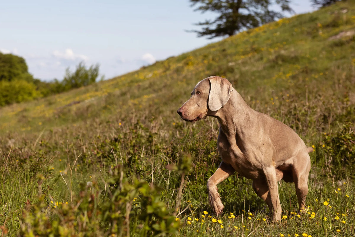 Why does my dog have dandruff?