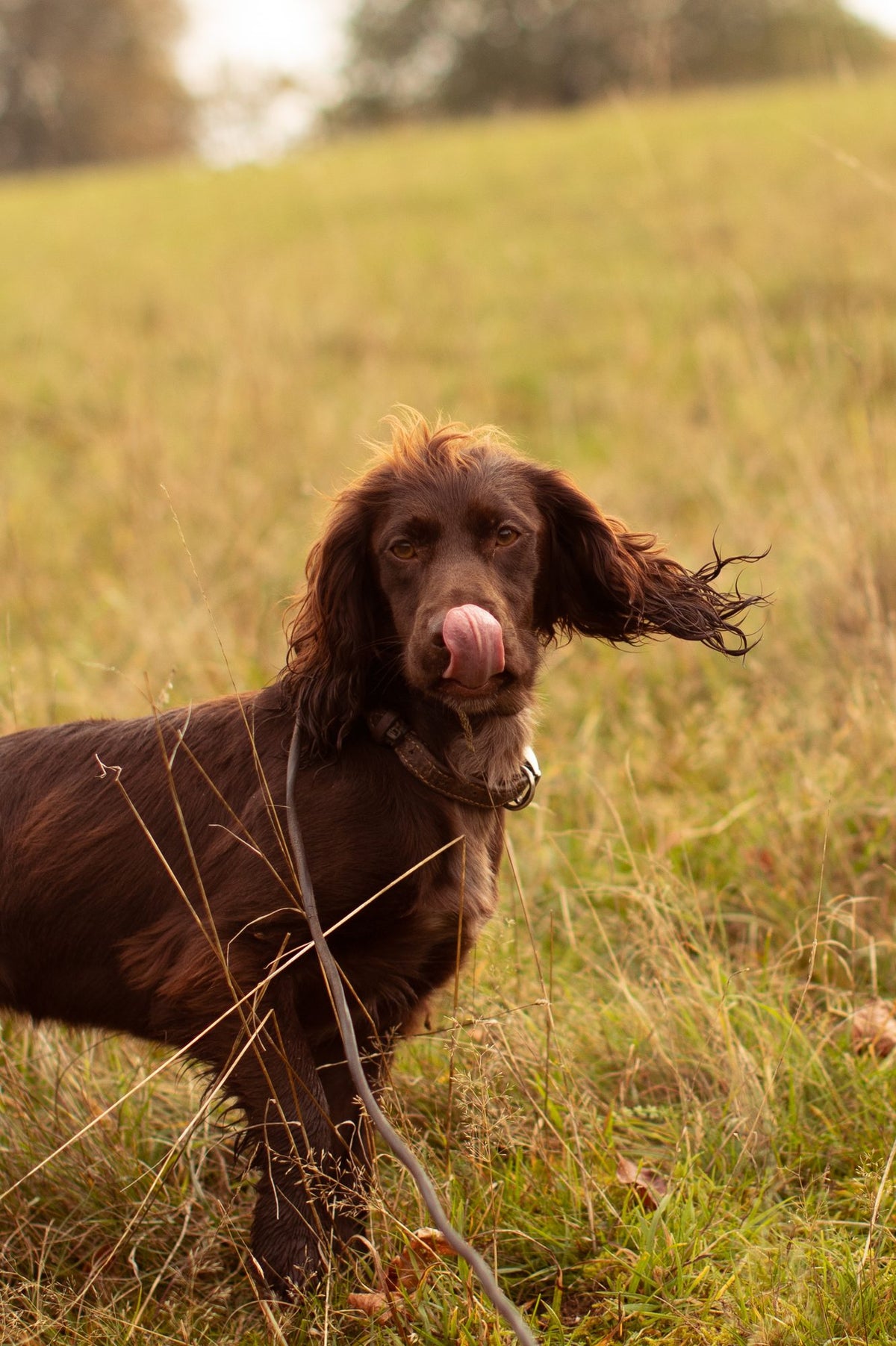 How do I help a stressed dog?