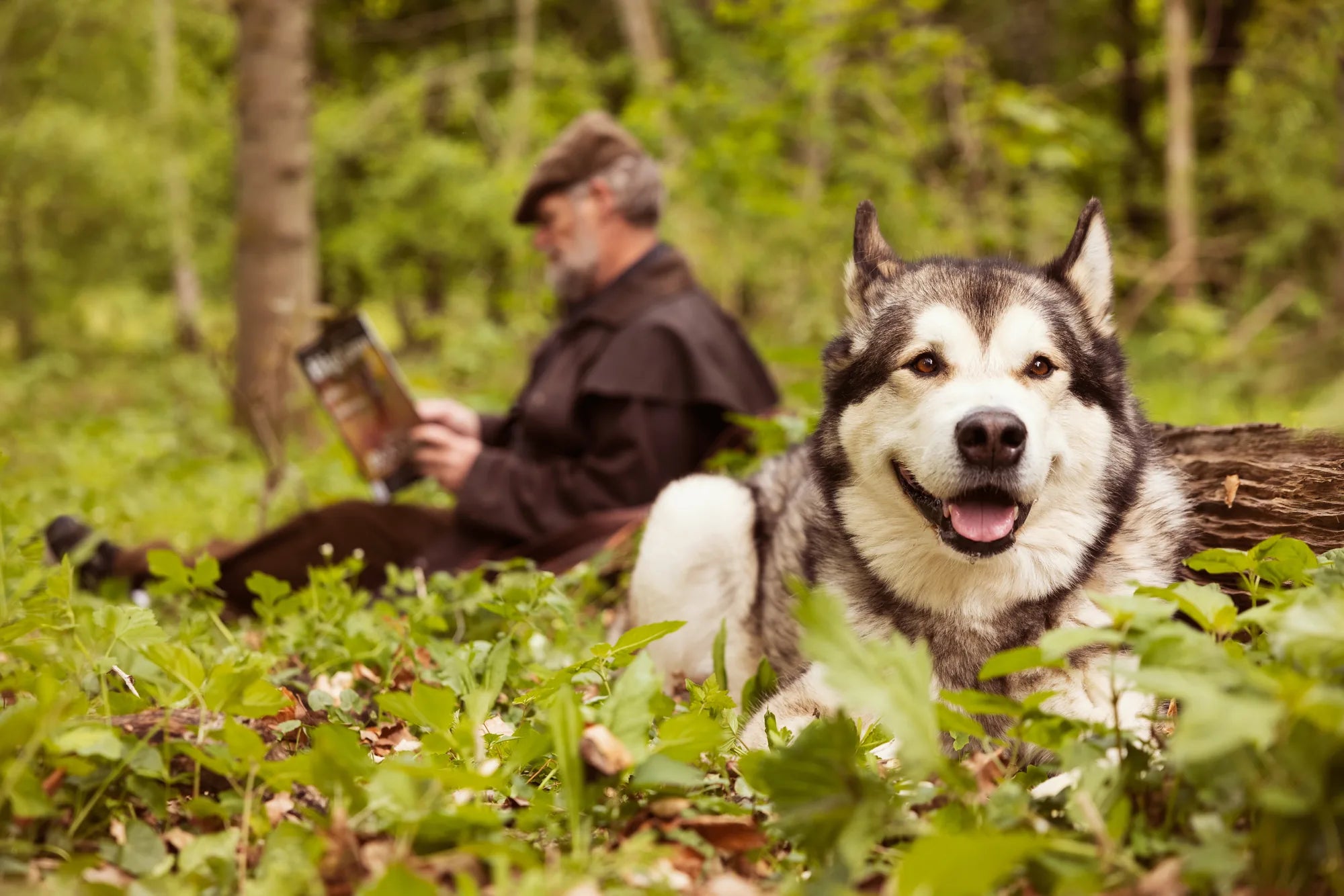 Why do dogs bark?