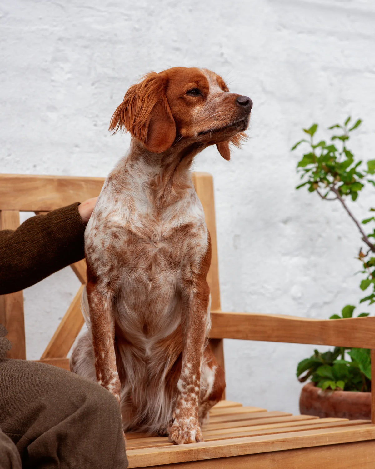 How do you teach a dog to be home alone?