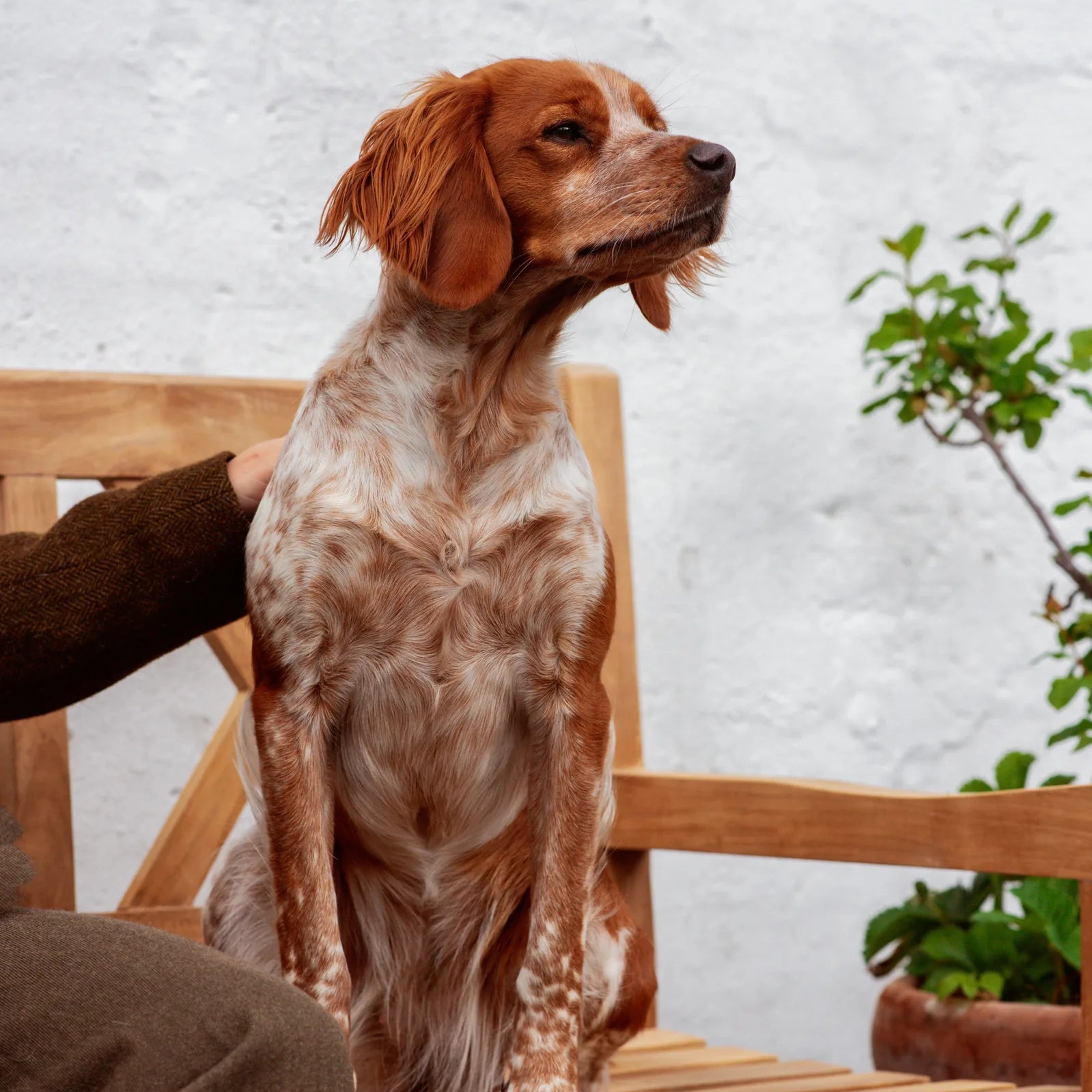 How do you groom a dog?