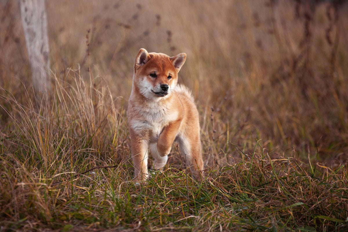 When do dogs change teeth?