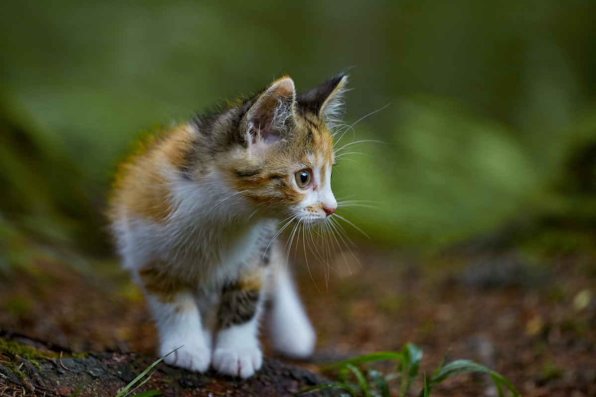 Cat Nutrition: Find the Perfect Meals for Every Life Stage