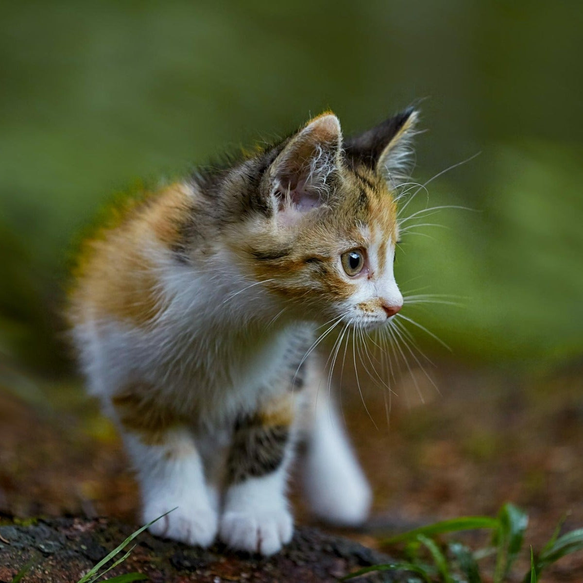 The best start in life for your kitten