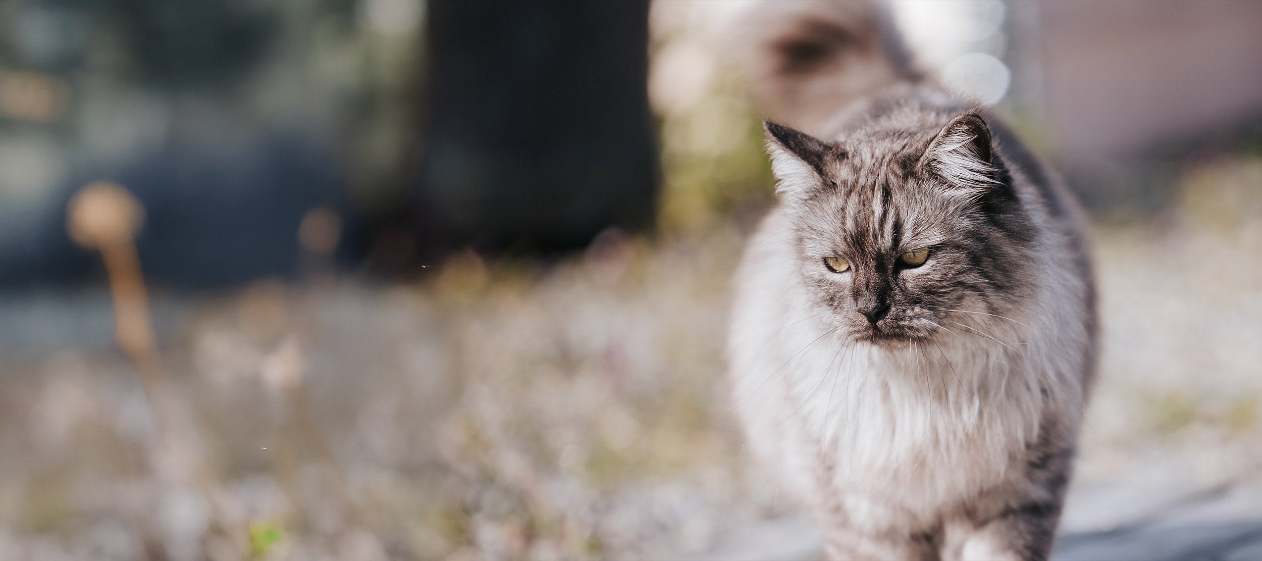 Steralised cat meals