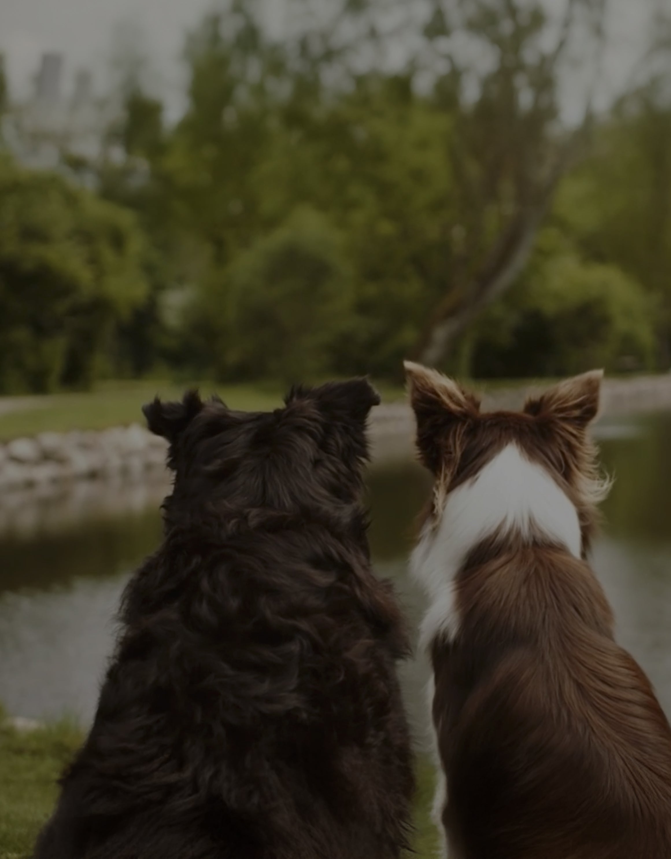 Essentials Anbefalingsprogram