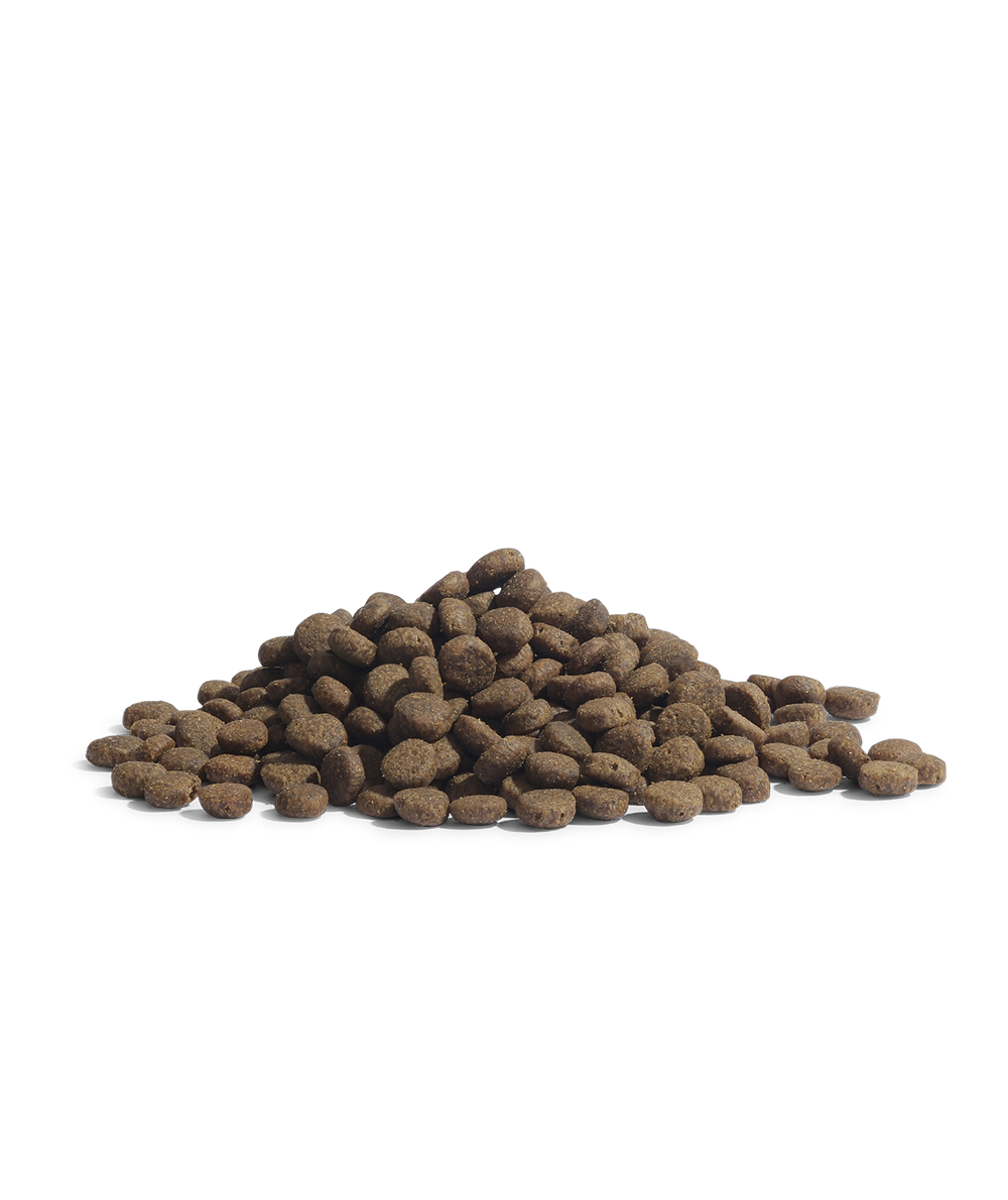 THE PANTHER SAMPLE
