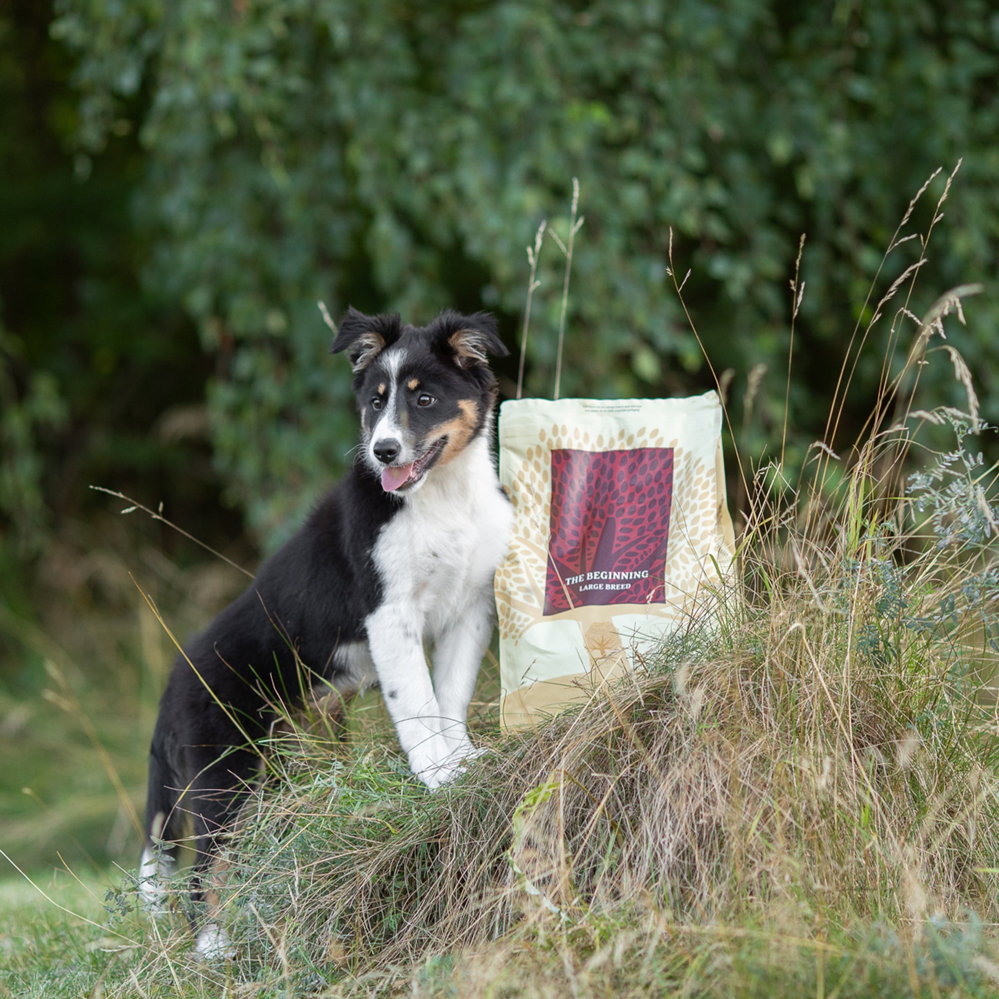 THE BEGINNING LARGE BREED, 2,5KG