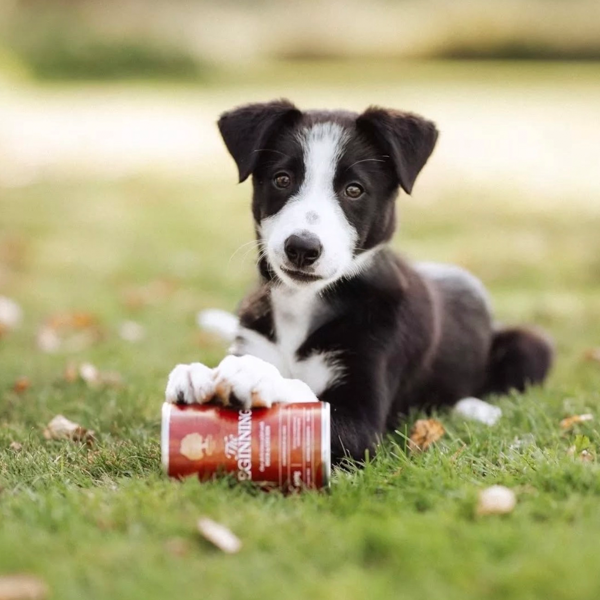 THE BEGINNING PÂTÉ, 400G x 6