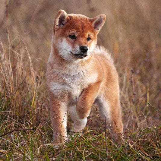 THE BEGINNING SMALL BREED, 2,5KG