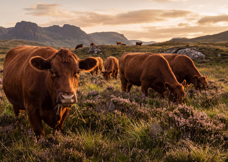 Aberdeen Angus okse