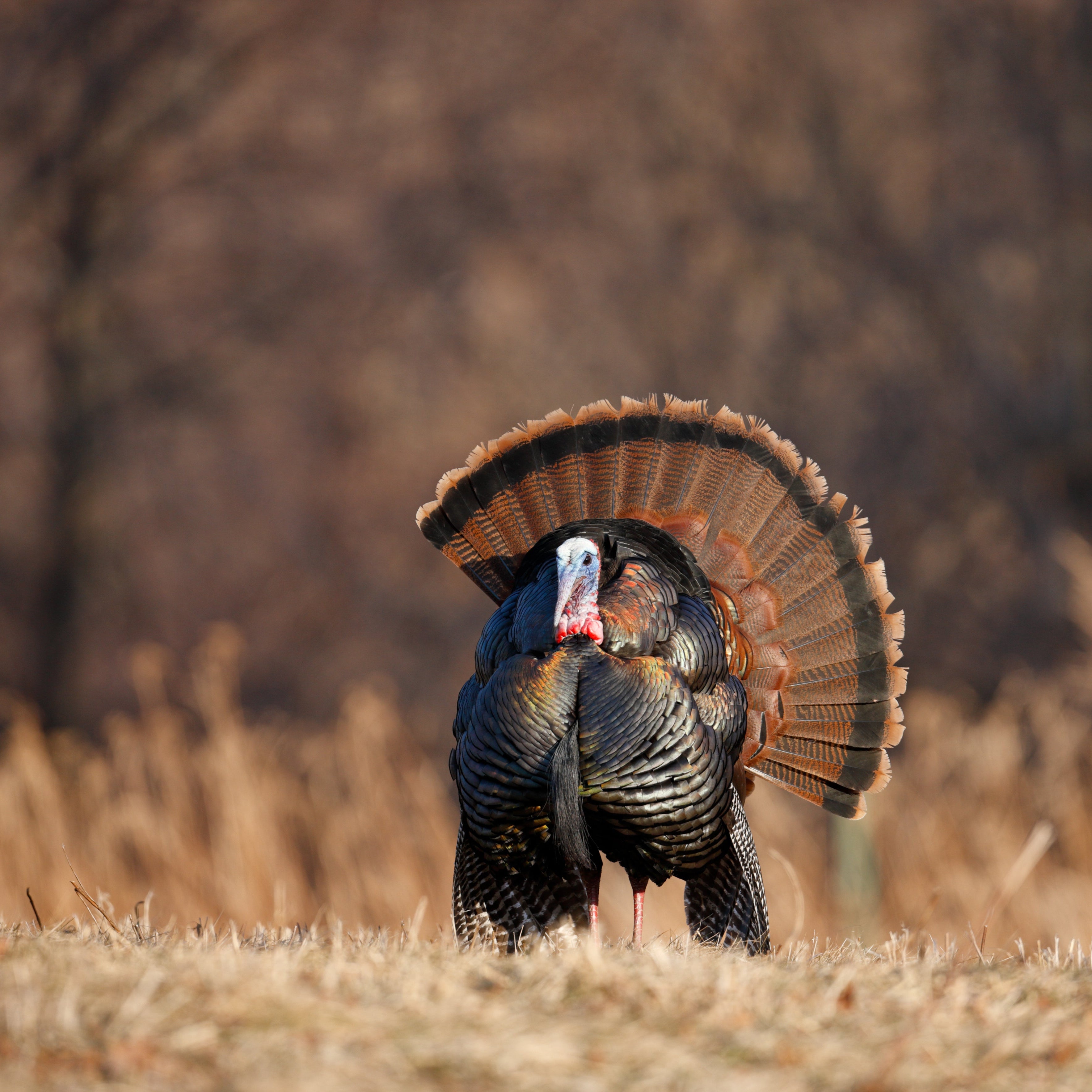 OUR FINEST BALANCE, 10KG