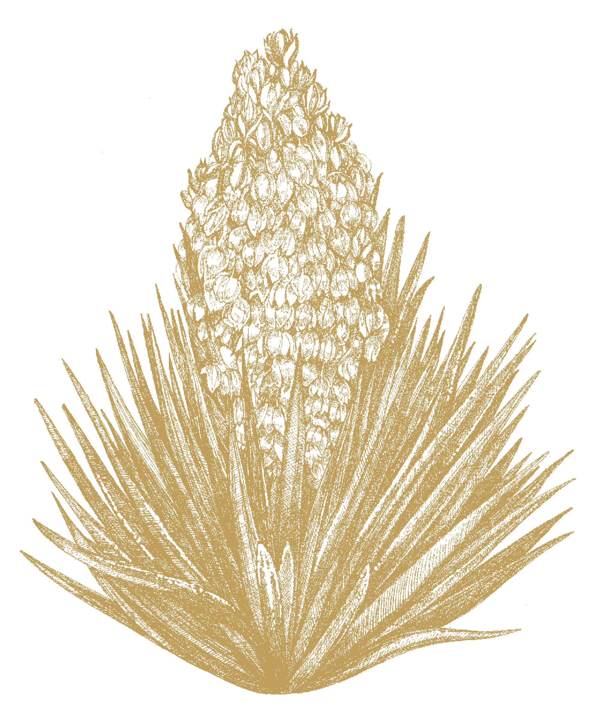 Yucca