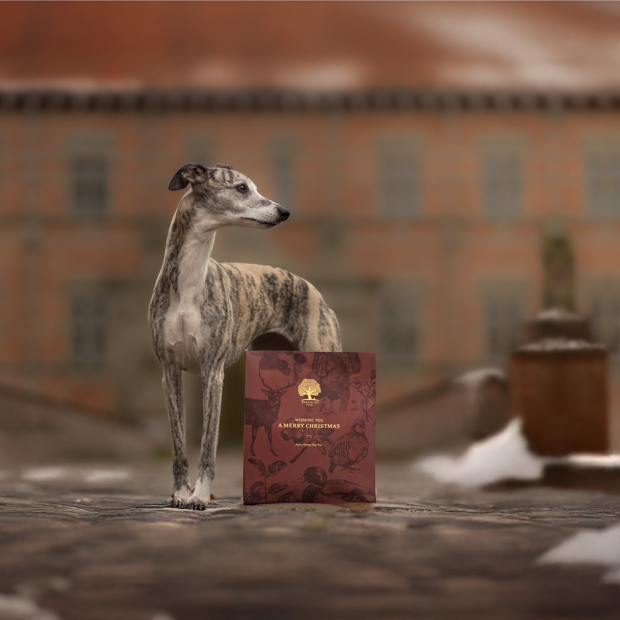 CHRISTMAS DOG PRESENT